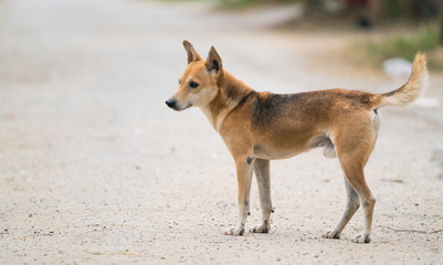 domestic thai dog