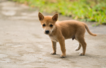 domestic thai dog