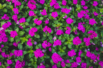 Pink petunia flowers and green leafs.