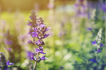 Obraz premium Close Up of lavender flowers on the field in the garden.
