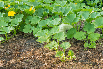 field pumpkin growing in organic vegetable garden