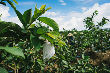 guava fruit in plastic bag for insect protection.