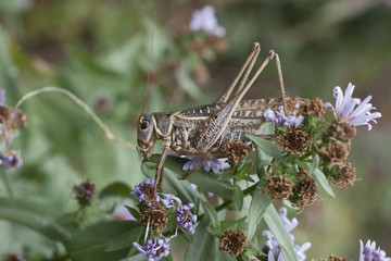 A large specimen of locusts. Grasshopper close-up. The female locust.