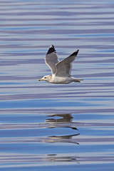 Bird sea gull flying low over the water