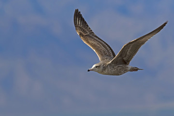 Bird sea gull flying at the Salton Sea
