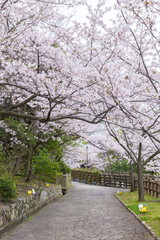 桜満開の須磨浦公園、神戸市須磨区にて