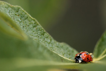 Ladybug in spring covered in water droplets