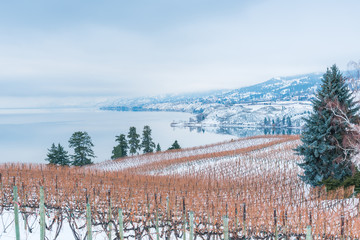 Rows of grapevines in snow covered vineyard with Okanagan Lake and mountains on foggy winter afternoon