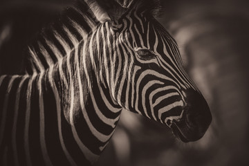 Fototapeta na wymiar Portrait of a zebra