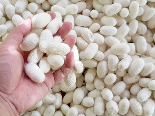 white cocoon for background textured