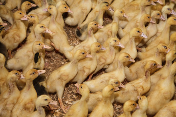 little yellow ducklings on the farm