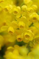 Obraz premium Mahonia aquifolium.yellow flowers Mahonia background.yellow spring floral background 