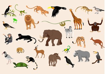 Fototapeta premium Big set of exotic animals and birds living in savannah, tropical forest, jungle isolated on white background. Collection of cute cartoon characters. vector illustration.