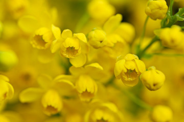 flowering  Mahonia aquifolium.yellow flowers Mahonia background.yellow spring floral background 