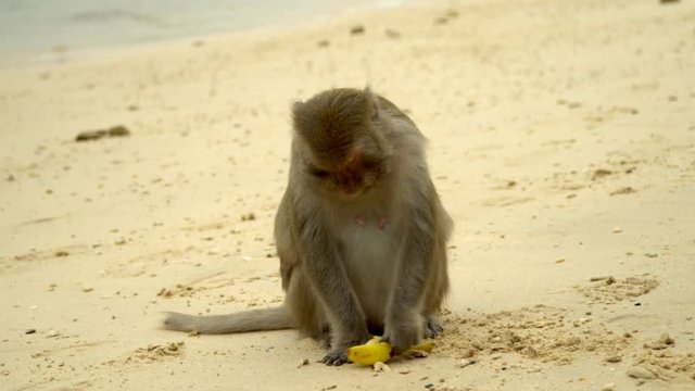 The adult monkey sits on the beach of an ostrvo and eats banana. The funny monkey sits on sand. Island of monkeys. Monkeys..
