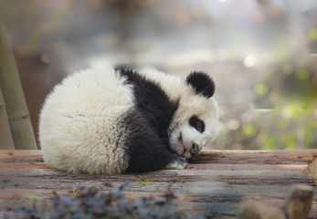 A baby panda lies sleeping © clearjade