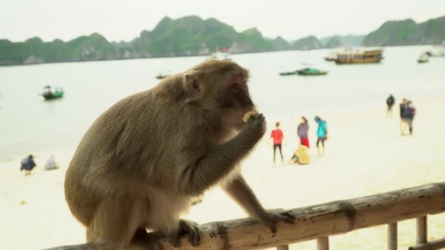 The adult monkey sits on a handrail of a bungalow and eats banana. A funny monkey on the beach of the island. Tourists feed a monkey with bananas. Island of monkeys. Monkeys.
