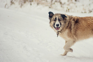 German Shepherd Dog running with stick in mouth down snow covered trail in woods
