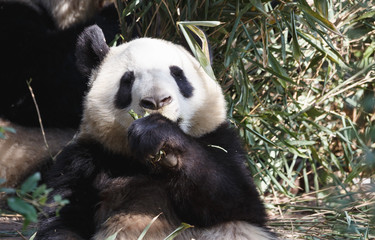 Fototapeta na wymiar A lovely panda is eating bamboo