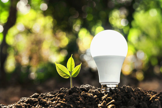 concept energy saving lightbulb with plant growing and sunshine