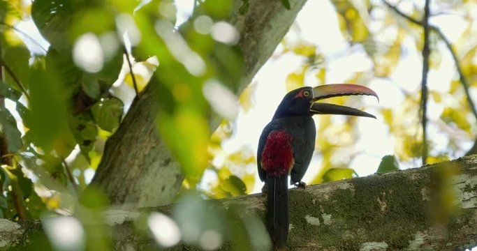 Collared Aracari Toucan In A Tree, Costa Rica
