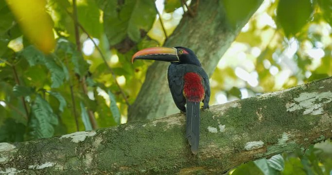 Collared Aracari Toucan In A Tree, Costa Rica