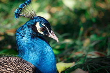 Obraz premium A peacock lies on the grass