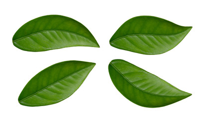 Obraz premium lemon leaf isolated on white background. Clipping path