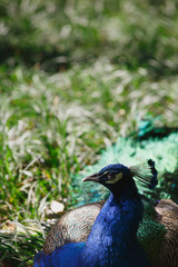 A peacock lies on the grass