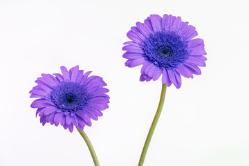 Fototapeta premium Purple Gerber flowers with long green stems