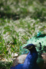 A peacock lies on the grass