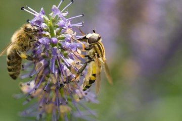 Gemeine Sumpfschwebfliege (Helophilus pendulus) und eine Biene auf Lavendel