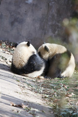 Two panda cubs play on the ground