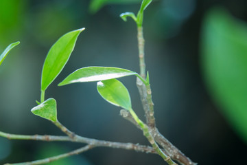 Leaves in the garden, marco