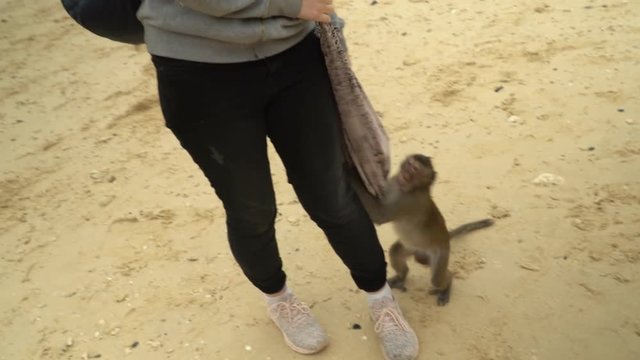 The monkey takes bananas from hands of tourists. The adult impudent monkey bites a bag of tourists. Island of monkeys. Monkeys.