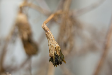 Flowers withered in the garden, marco