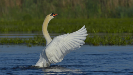 Mute Swan (Cygnus olor)