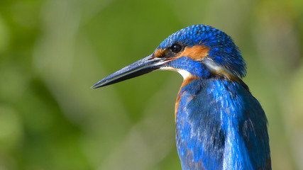 Common Kingfisher (Alcedo athis)