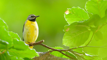 Grey wagtail (Motacilla cinerea)
