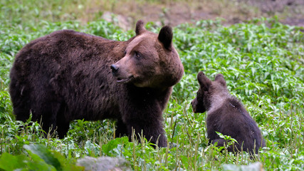 Obraz na płótnie Canvas Wild Brown Bear Mother with little Cub