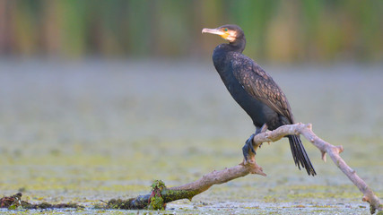Great cormorant (Phalacrocorax carbo)