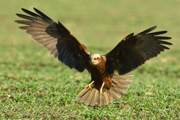 Marsh harrier (Circus aeruginosus)