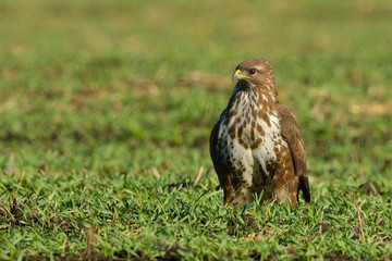 Common Buzzard (Buteo buteo) on Green Grass