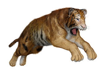 3D Rendering Big Cat Tiger on White