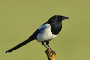 Eurasian magpie (Pica pica)
