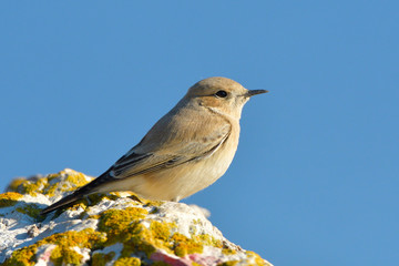 Desert wheatear (Oenanthe deserti), Female