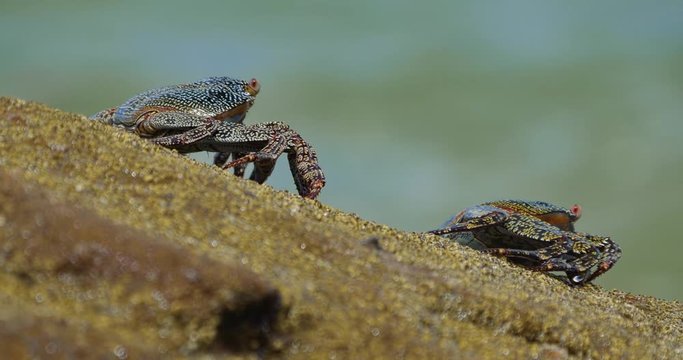Ghost Crabs, Sitting On A Rock, Costa Rica