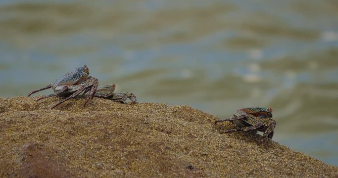 Ghost Crabs, Sitting On A Rock, Costa Rica