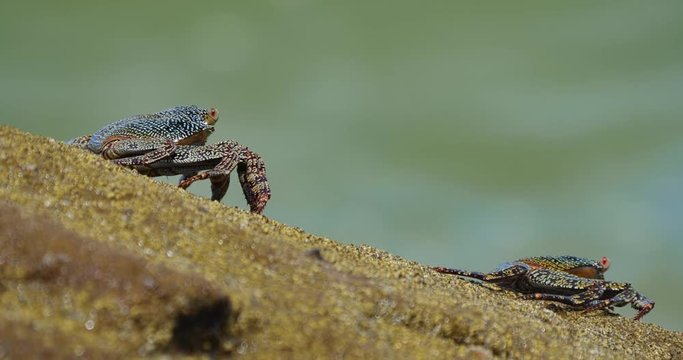 Ghost Crabs, Sitting On A Rock, Costa Rica