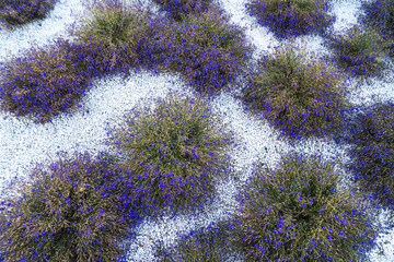 Blue flower turfs on small white stones